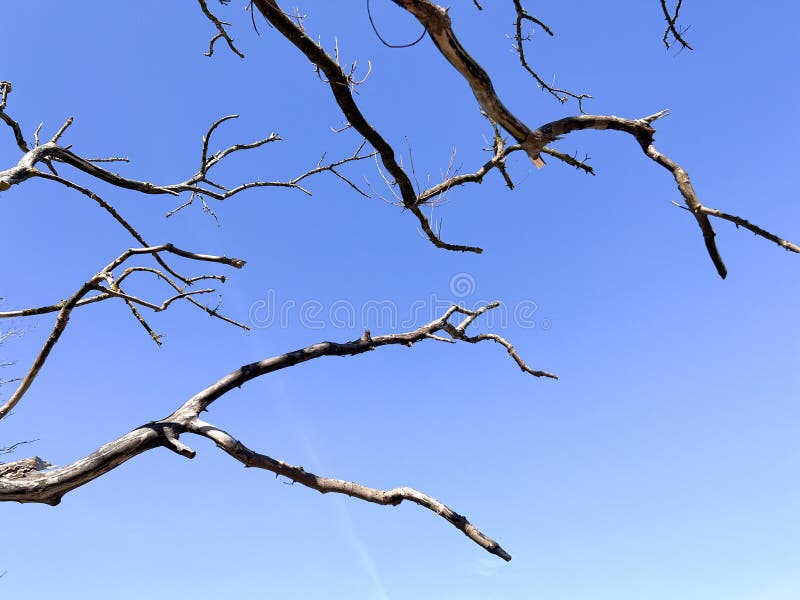 Photo Of Leafless Tree Branch On Clear Blue Sky On Background Stock