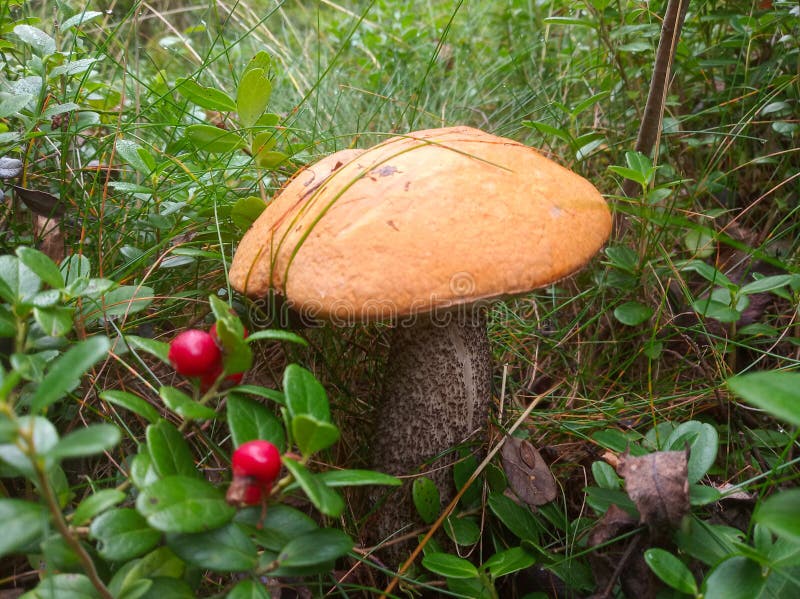 Leccinum aurantiacum mushroom