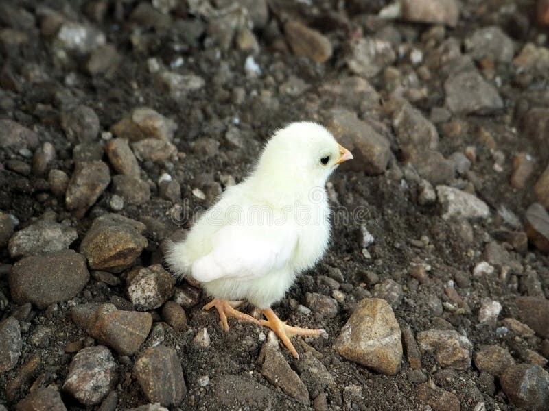 black baby chicken black baby chicken