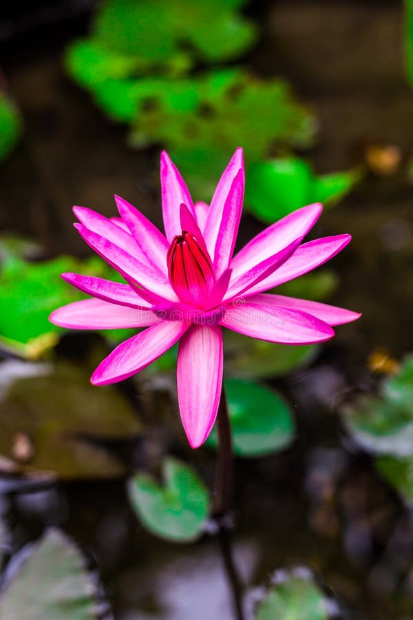 Photo macro shot on bee swarming on lotus flower , Beautiful purple lotus flower with green leaf in pond