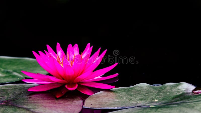 Photo macro shot on bee swarming on lotus flower , Beautiful purple lotus flower with green leaf in pond