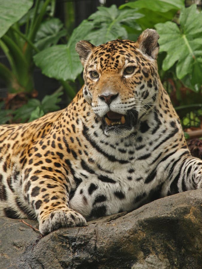 A photo of a male jaguar