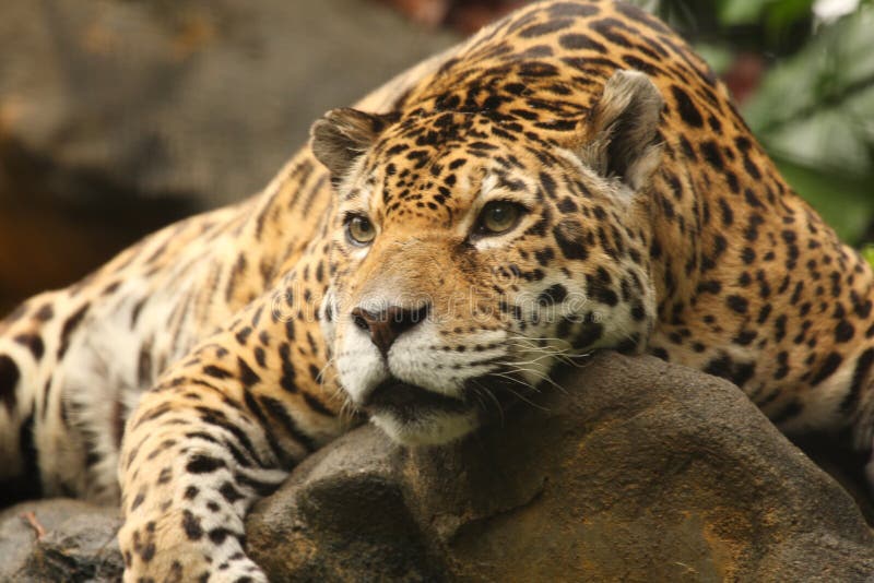 A photo of a male jaguar