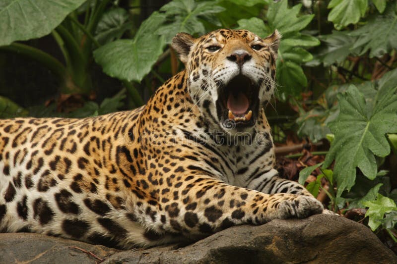 A Photo Of A Male Jaguar Royalty Free Stock Photography Image 5107307