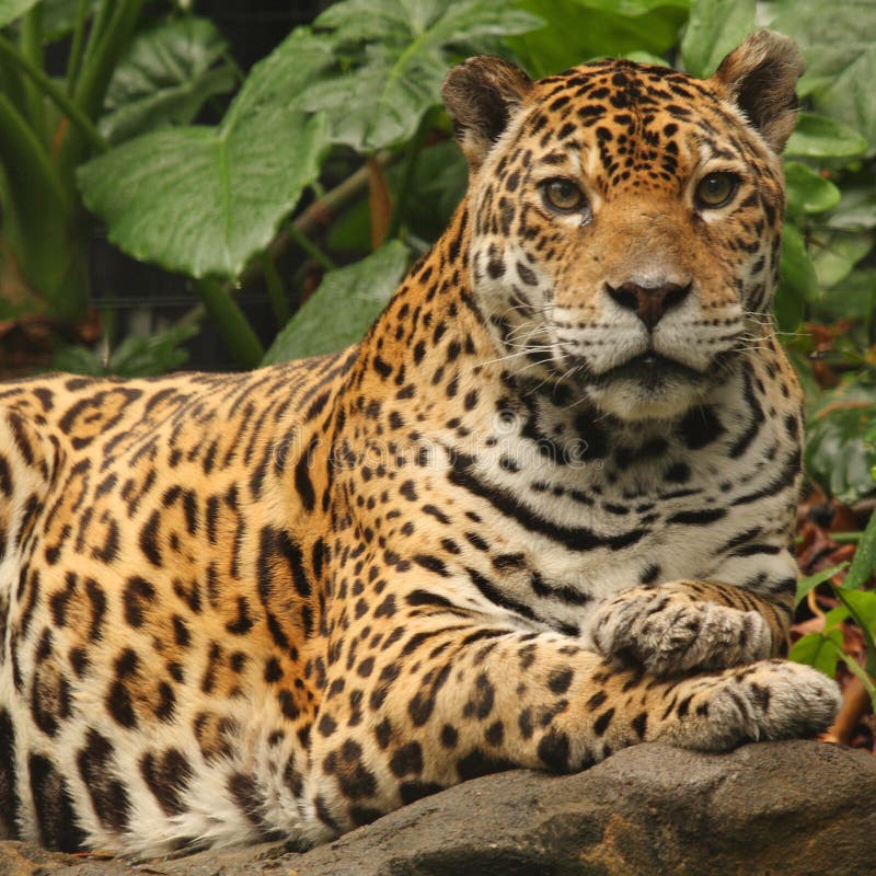 A photo of a male jaguar