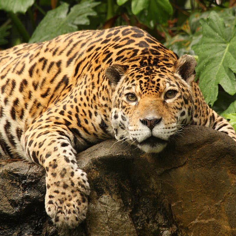 A photo of a male jaguar