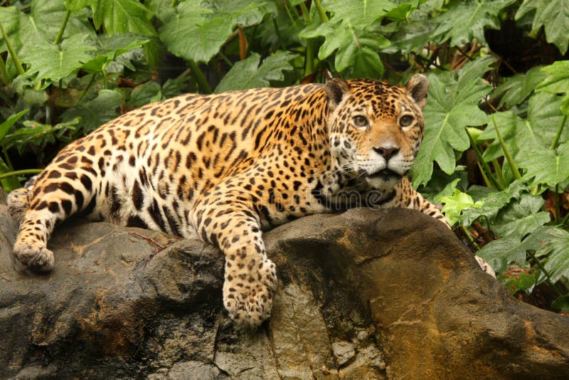 A photo of a male jaguar