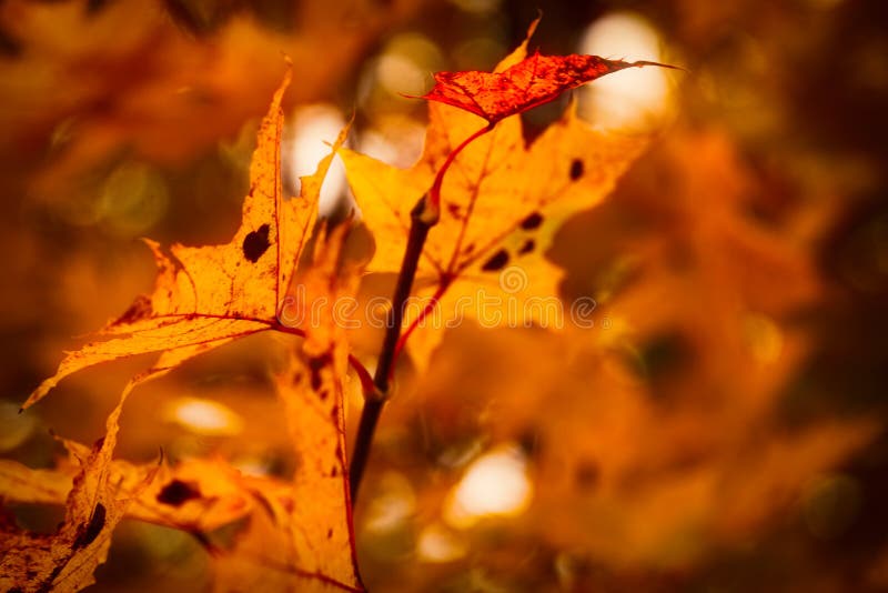 Photo of maple leaves on a tree. Golden autumn. Bright red, yellow, orange background. royalty free stock photo Photo of maple leaves on a tree. Golden autumn. Bright red, yellow, orange background. royalty free stock photo