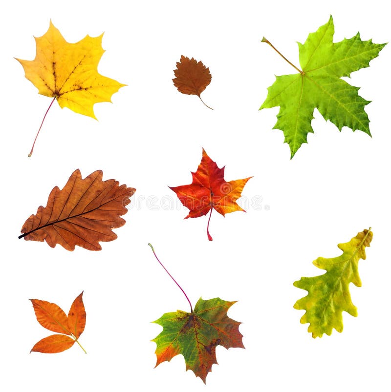 Autumn leaves collection stock photo. Image of fall, leaves - 11271222