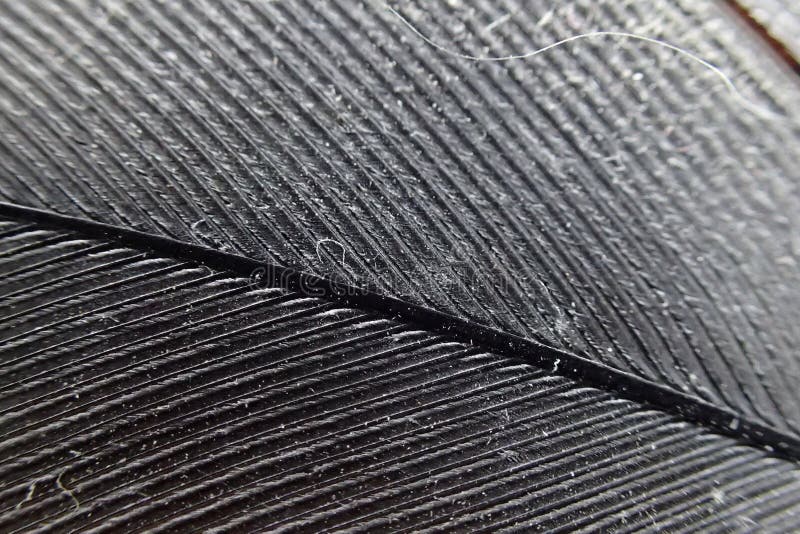photo micro de texture de plume images libres de droits photo micro de texture de plume images libres de droits