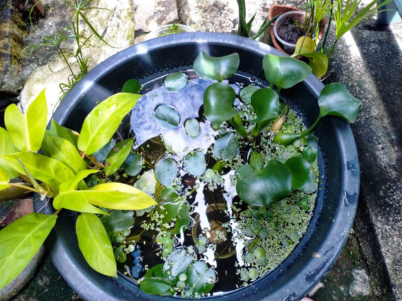 a photo of a mini pond in the corner of backyard with aquatic plants.