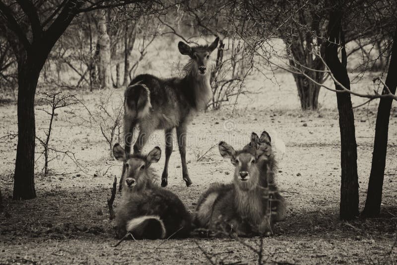 Photo modifiée la tonalité par sépia de troupeau d'écoute vigilante de Waterbuck photos libres de droits Photo modifiée la tonalité par sépia de troupeau d'écoute vigilante de Waterbuck photos libres de droits