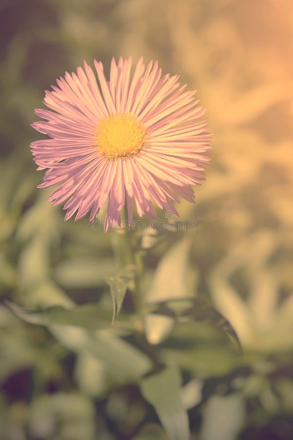 Photo molle d'belles fleurs pourpres photographie stock Photo molle d'belles fleurs pourpres photographie stock