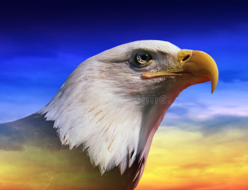 Photo montage: American bald eagle at sunrise stock photos Photo montage: American bald eagle at sunrise stock photos
