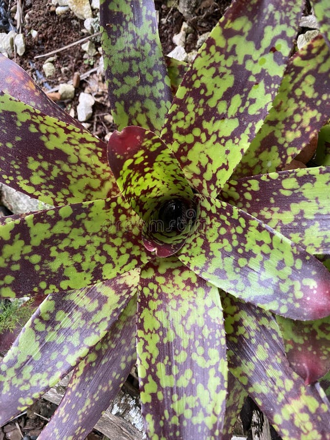 Neoregelia Skotak`s Tiger Bromeliad Plant Photo