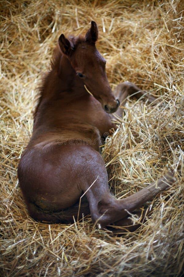 Photo of a Newborn Thoroughbred Colt in Pen at Rural Animal Farm Stock  Image - Image of breast, birth: 143542239