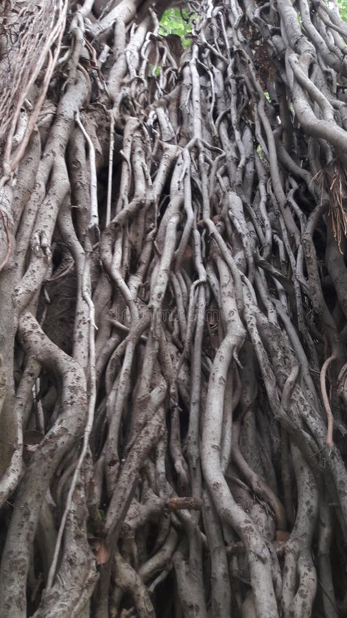 Photo of an old tree  india in gujrat vilej rural aria. Photo of an old tree  india in gujrat vilej rural aria.