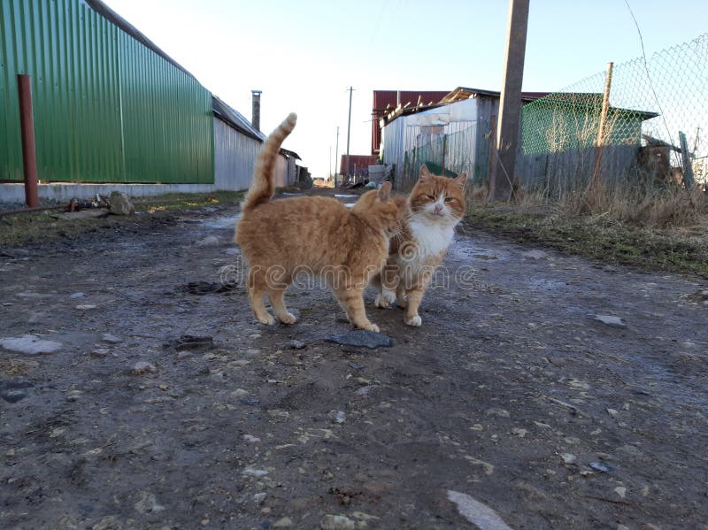 Two Orange Cats Running Down a Walkway Together in the Grass Stock