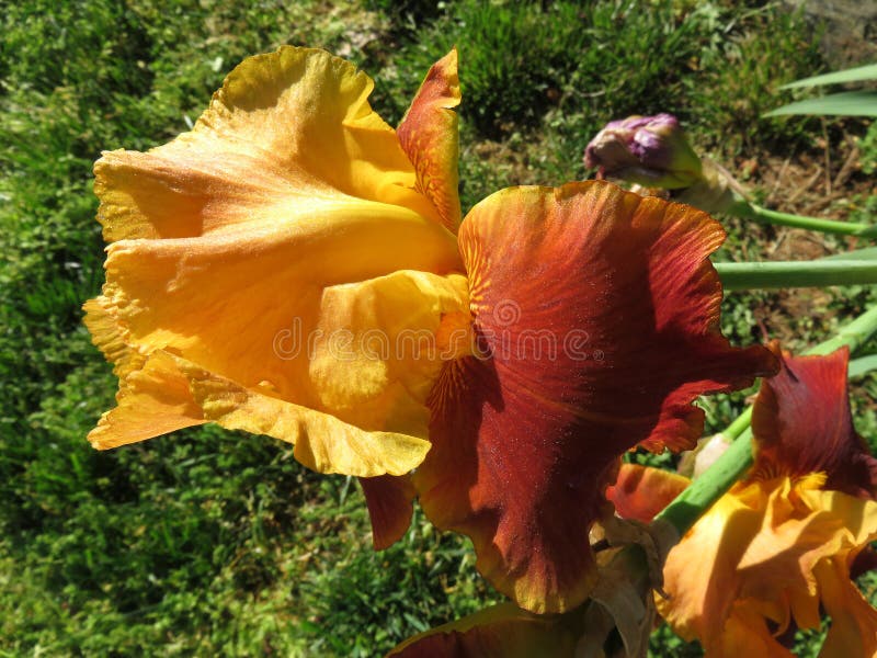 Orange Iris Flower in Spring Stock Photo Image of grass, flower 183592616
