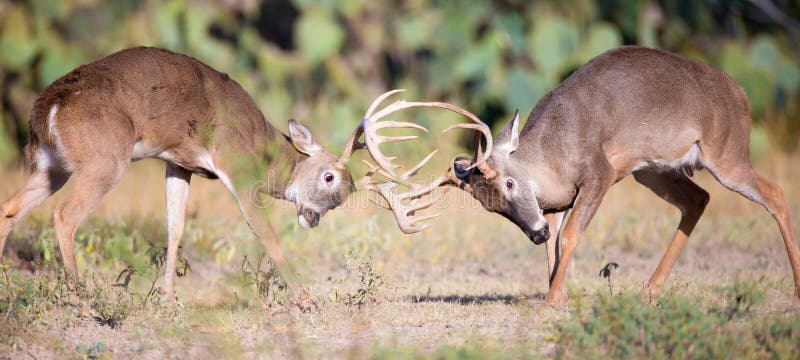 Photo panoramique du combat de deux mâles de whitetail images libres de droits Photo panoramique du combat de deux mâles de whitetail images libres de droits