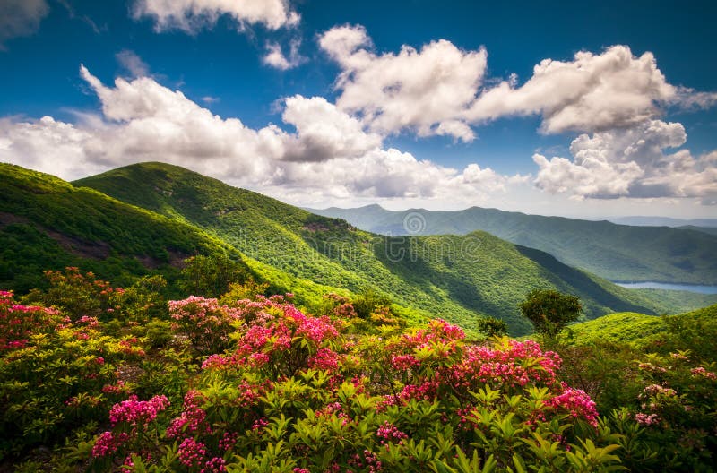 Photo panoramique du paysage de montagne de fleurs d'été de la Caroline du Nord bleue parkway crête