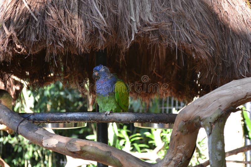 rescued parrot rescued parrot