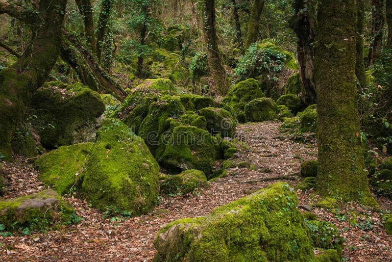 Path in the monumental forest of Sasseto, Lazio, Italy royalty free stock images Path in the monumental forest of Sasseto, Lazio, Italy royalty free stock images