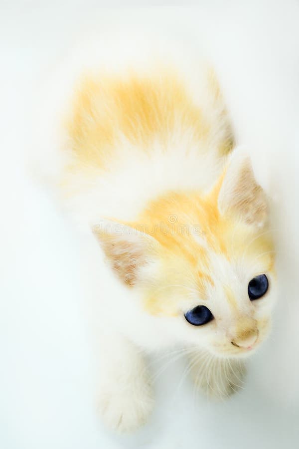 Photo of a persian kitten with a soft background stock photography