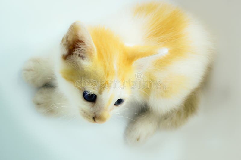 Photo of a persian kitten with a soft background stock photography
