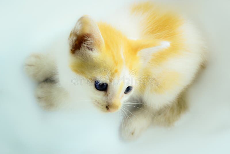 Photo of a persian kitten with a soft background stock images