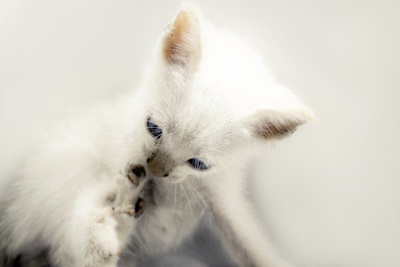 Photo of a persian kitten with a soft background stock photo