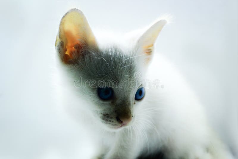 Photo of a persian kitten with a soft background royalty free stock photo