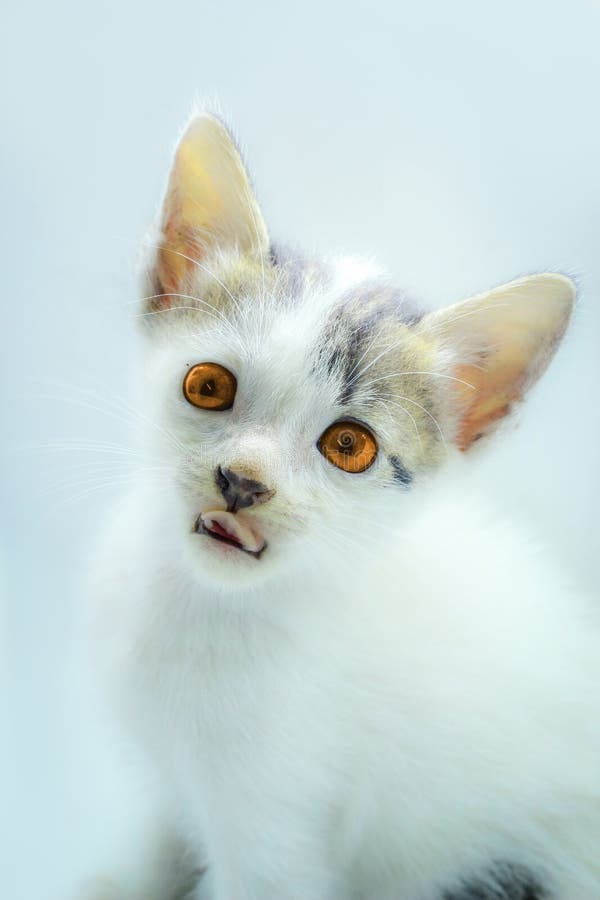 Photo of a persian kitten with a soft background stock photo