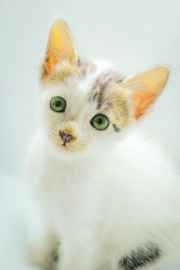 Photo of a persian kitten with a soft background royalty free stock image