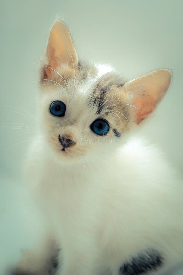 Photo of a persian kitten with a soft background stock image