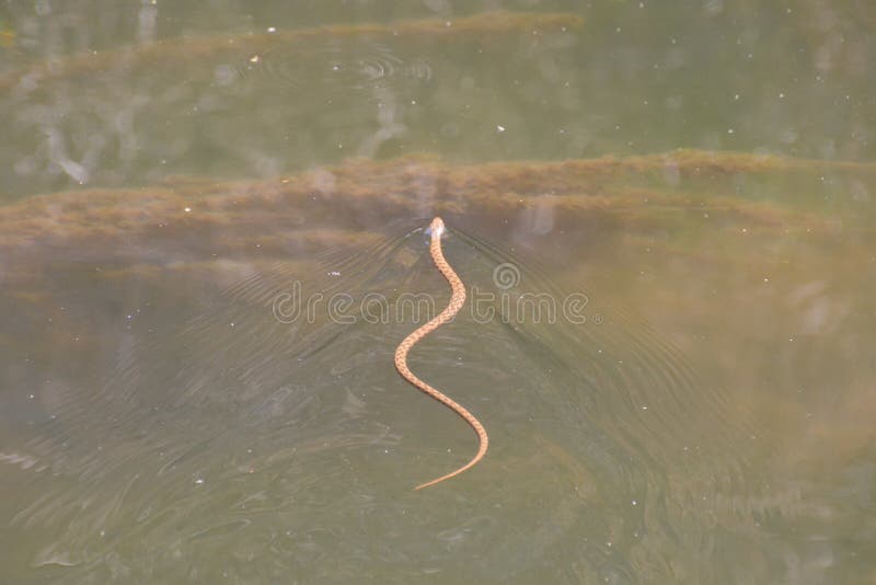Grass snake Natrix stock photo. Image of poisonous, strike - 172700580