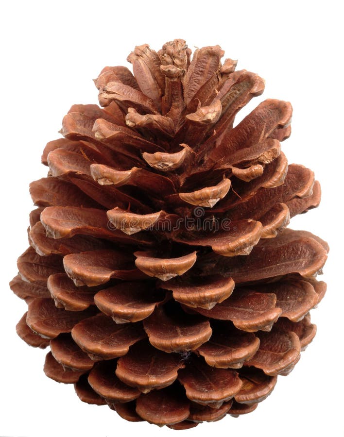 Photo of Pine Cone stock photo