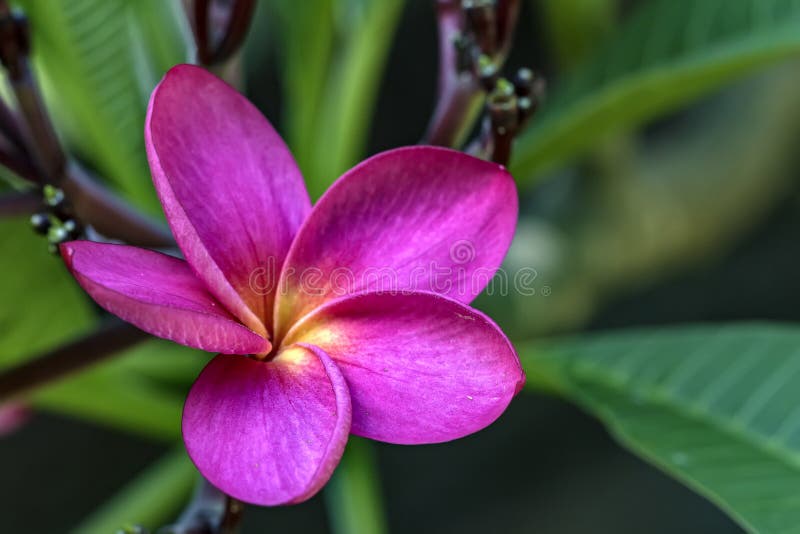 Pink Jasmine Flower Close Up Photo - Jasminum X Stephanense Stock Photo -  Image of botanical, botany: 117730472