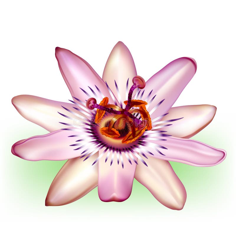 Photo-realistic passion flower vector illustration