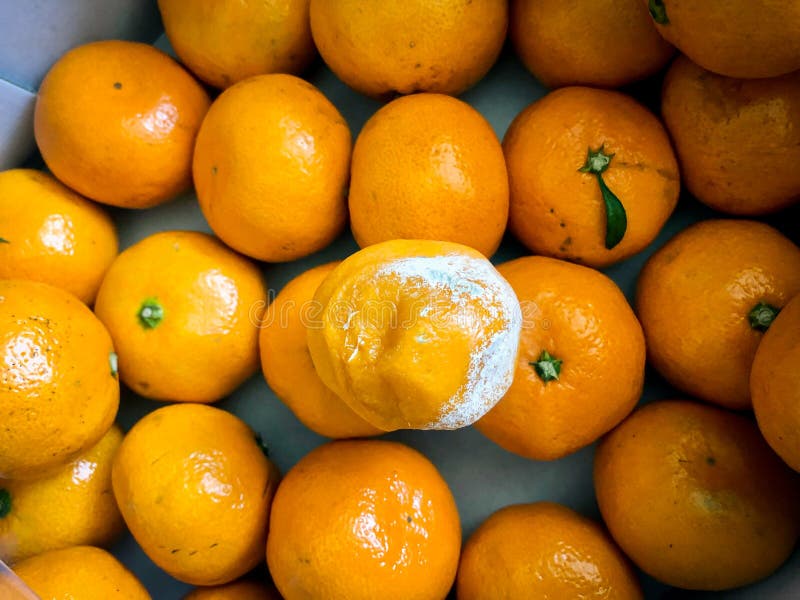 Rotten Tangerine With Mold, Spoiled. Isolated Stock Image Image of