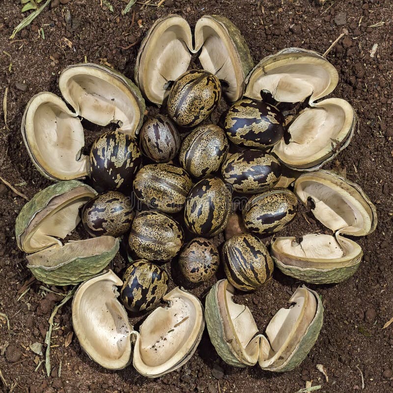 Rubber Tree Seeds and Bark in Soil Forming Pattern, Hevea Brasiliensis Stock Image Image of