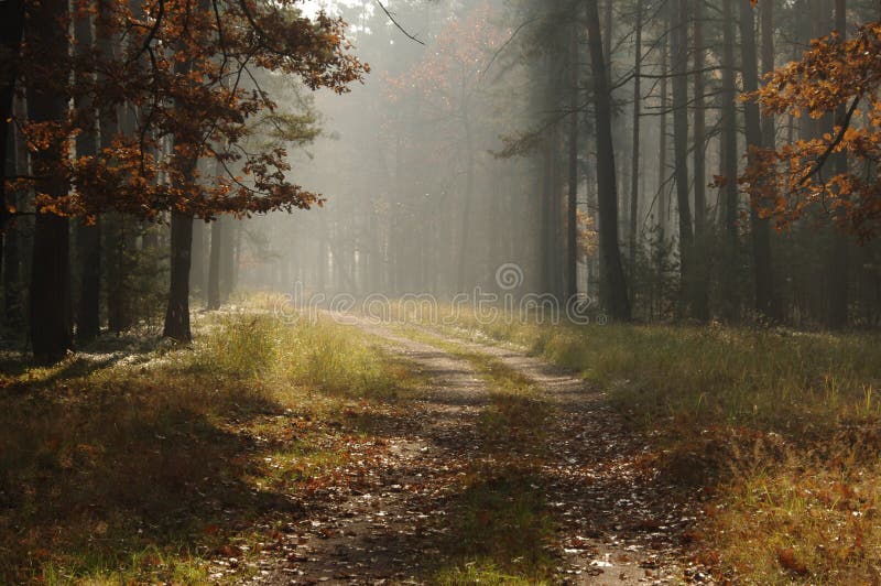 Forest in autumn.