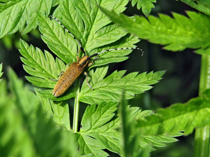 Golden beetle with long whiskers on green leaves of grass stock image Golden beetle with long whiskers on green leaves of grass stock image