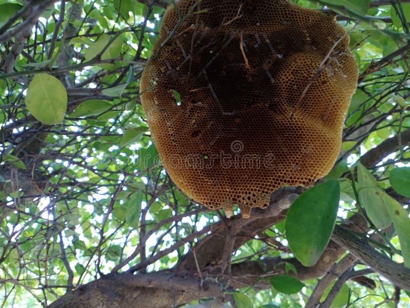 This Photo Shows Lemon Leaves and Beehives Released by Bees. Stock