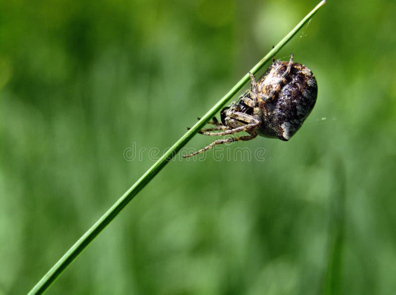 Small dark spider on the grass stock image Small dark spider on the grass stock image