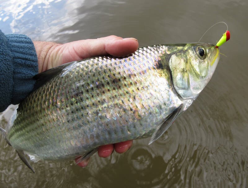 Nice Silver Shad Caught at Fletchers Stock Image - Image of hand, colored:  115489631