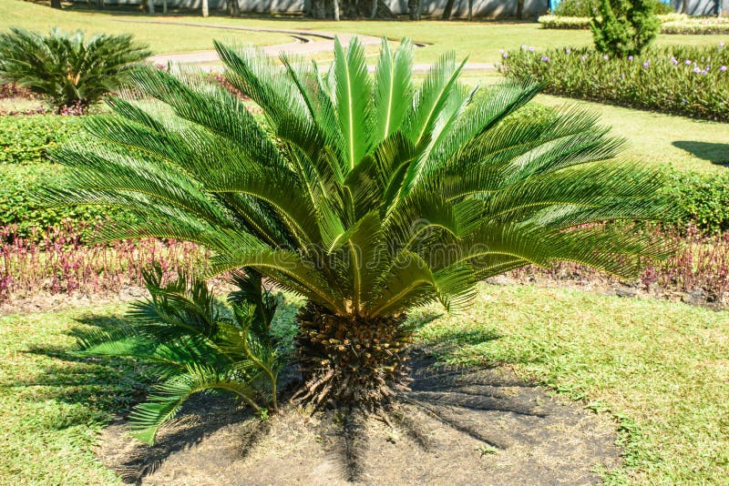 Photo of small sago palm