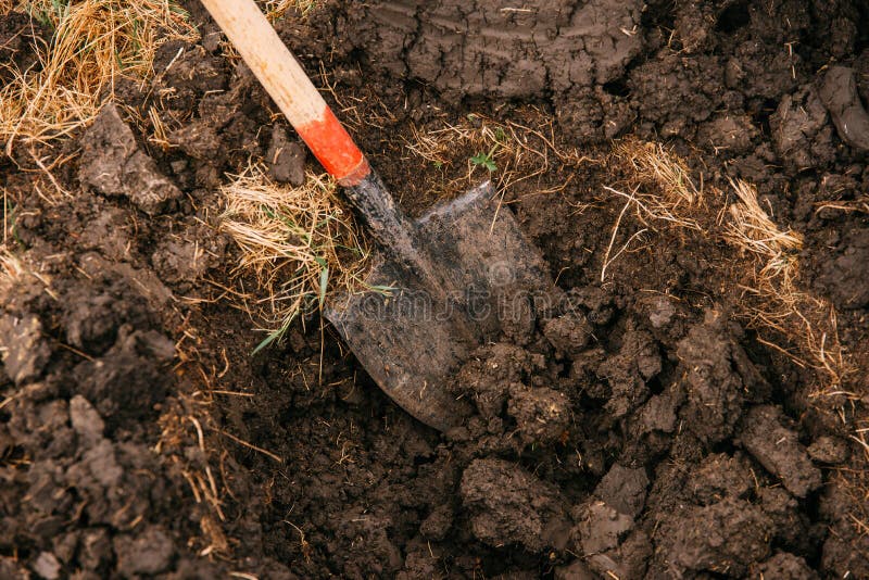 Photo of a spade in the process of digging a hole in order to plant a tree. royalty free stock photos