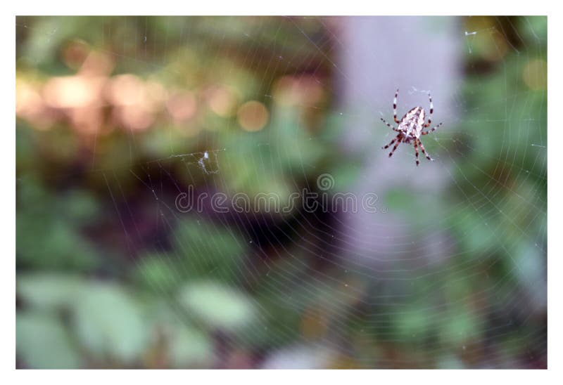 The photo. A spider on its web. Blurred background. stock photos