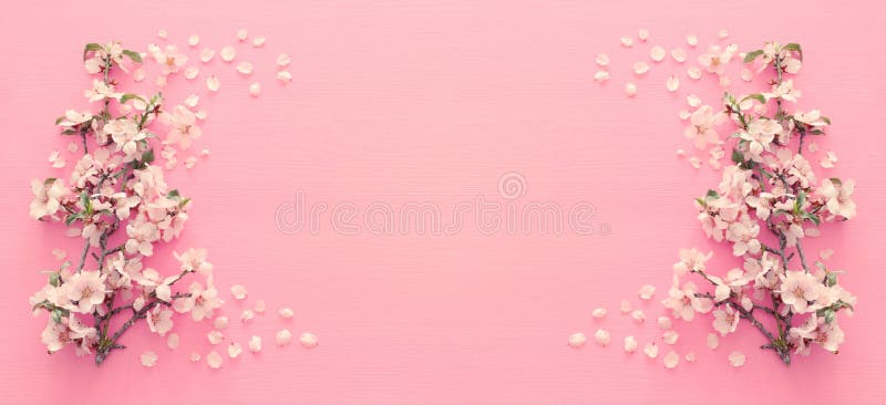 Photo of Spring White Cherry Blossom Tree on Pastel Pink Wooden Background.  View from Above, Flat Lay. Stock Photo - Image of blossom, beauty: 141073824